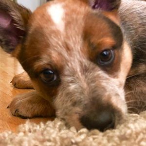 Meet your Posher, Morgan